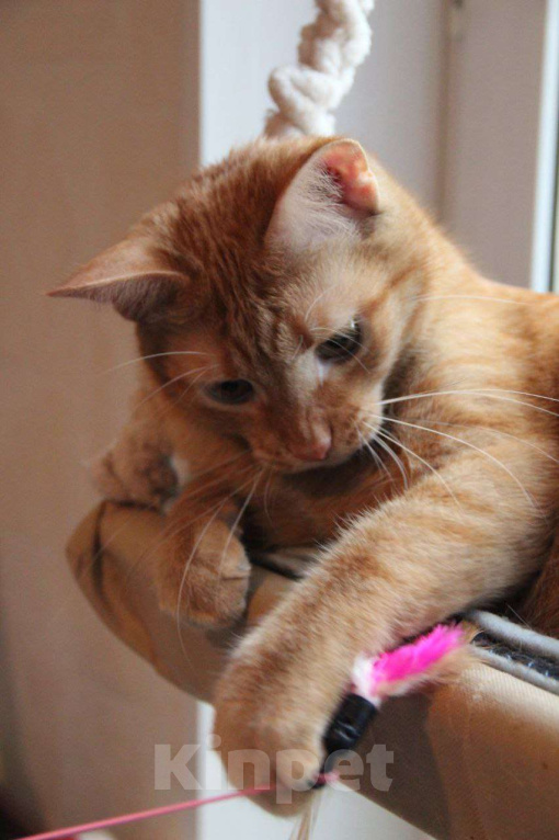 Кошки в Москве: Кот Руди ищет дом! Мальчик, Бесплатно - фото 4