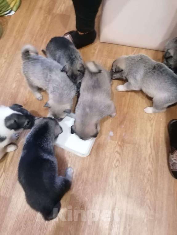 Собаки в Курске: Малыши ЗСЛ (западно-сибирской лайки) Мальчик, 30 000 руб. - фото 8