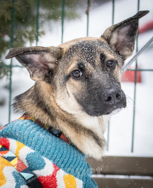 Собаки в Балашихе: Щенок Барни в добрые руки Мальчик, Бесплатно - фото 7