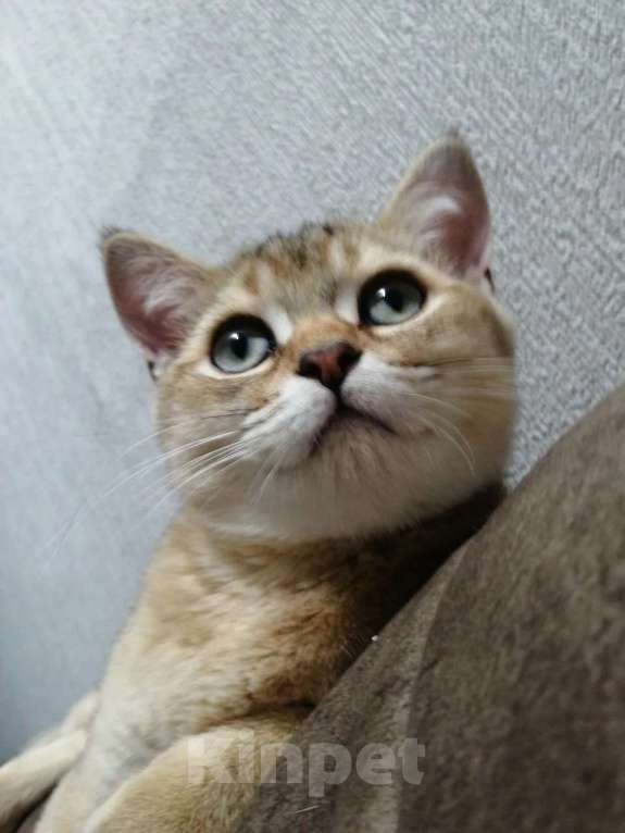 Кошки в Челябинске: Британская шиншилла золото Мальчик, 25 000 руб. - фото 3