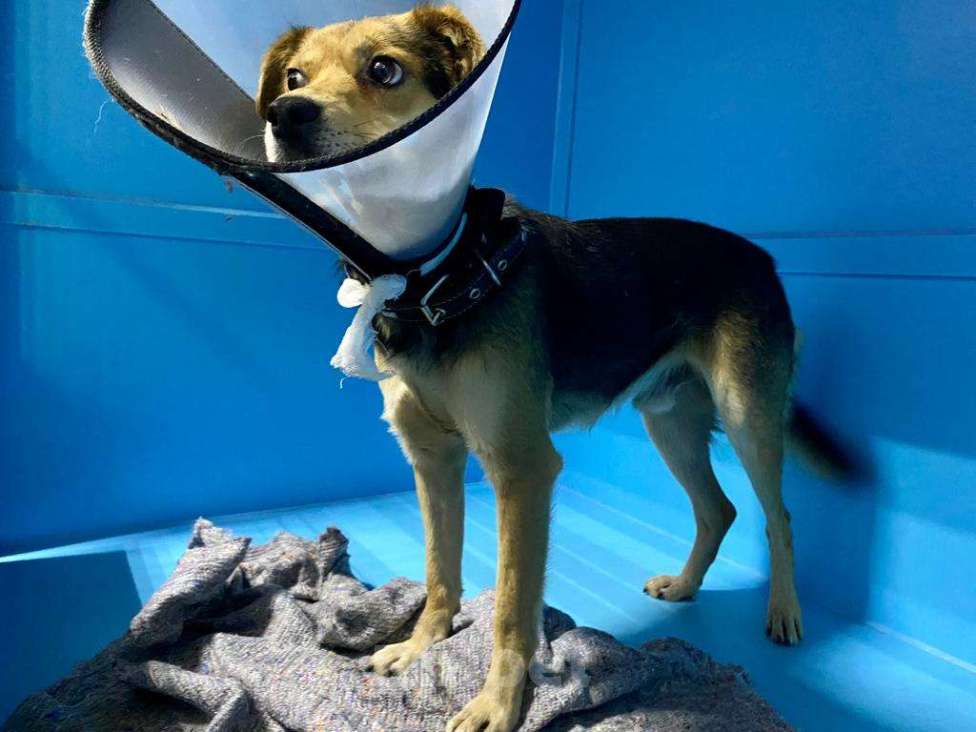 Собаки в Москве: Бывшедомашний щенок Чижик. Выпуск на улицу через три дня Мальчик, Бесплатно - фото 2