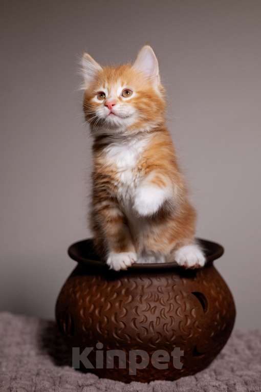 Кошки в Вологде: Курильский бобтейл породистые котята Мальчик, 40 000 руб. - фото 3