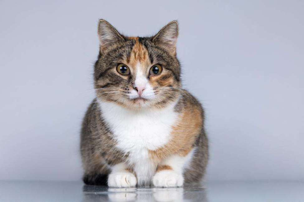 Кошки в Москве: Молодая кошачья семья ищет дом.  Мальчик, Бесплатно - фото 3