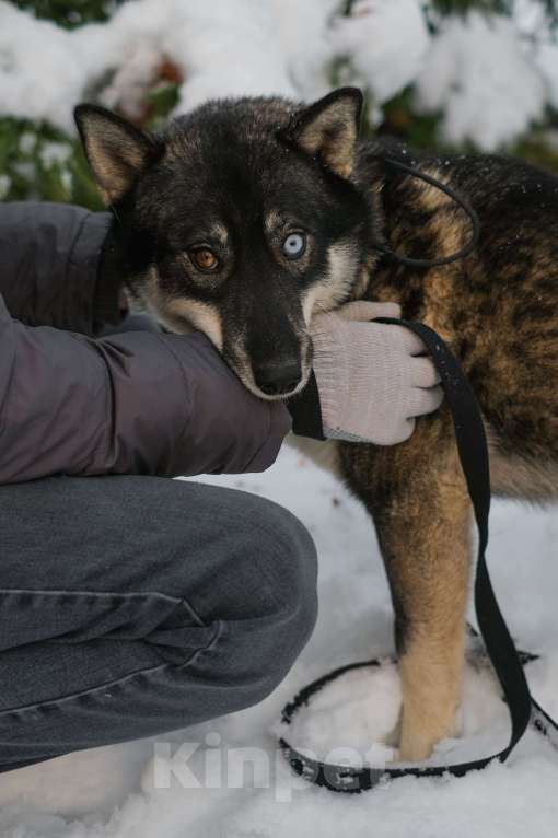Собаки в Санкт-Петербурге: Умница хаски Айка из приюта Девочка, Бесплатно - фото 10