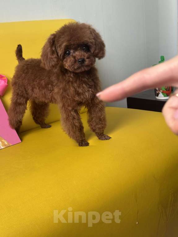 Собаки в Ейске: Тедди пудель девочка 7 месяцев , импорт Китай , невероятно красивая, густая шерсть  Девочка, 370 000 руб. - фото 5