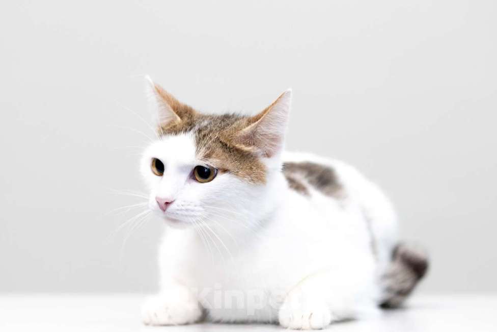 Кошки в Москве: Морошка Девочка, Бесплатно - фото 9