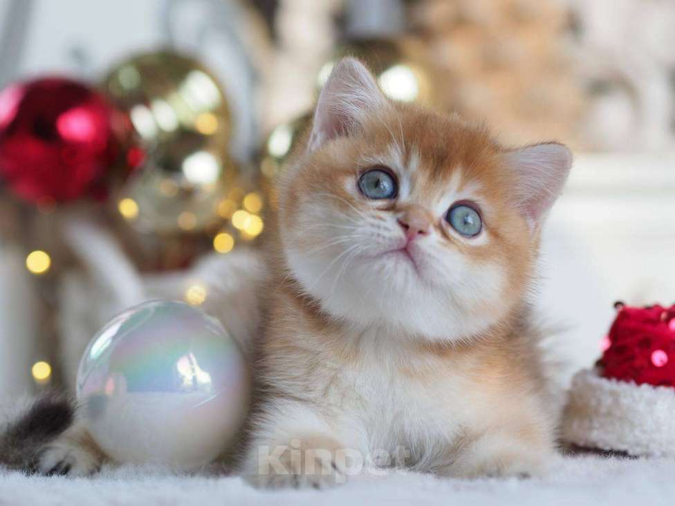 Кошки в Москве: Британская девочка Фианита Девочка, 150 000 руб. - фото 10