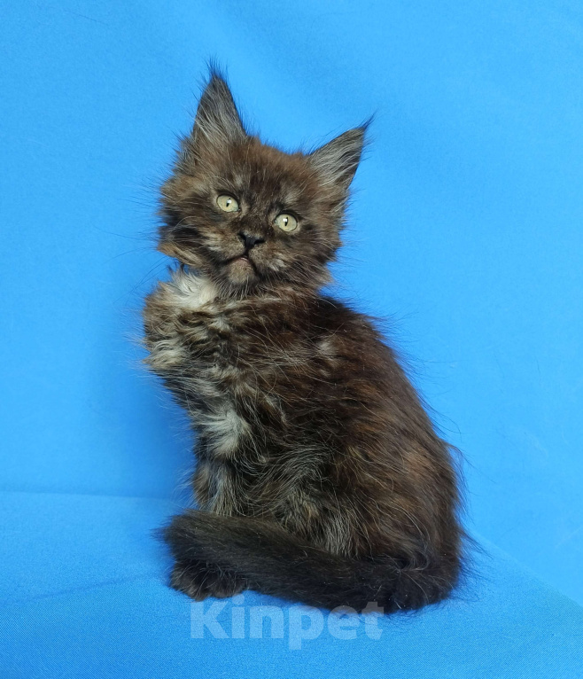 Кошки в Москве: Котёнок Мейн-Кун Мальчик Мальчик, 65 000 руб. - фото 4