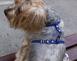 Собаки в Самаре: Йоркширский терьер Девочка, 15 000 руб. - фото 3