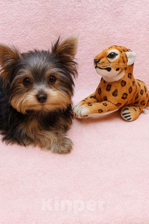 Собаки в Москве: мальчик  красавчик миник Мальчик, 40 000 руб. - фото 3