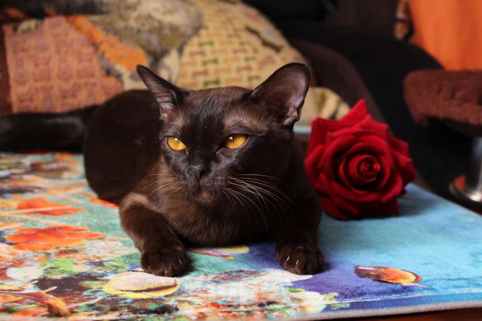 Кошки в Санкт-Петербурге: Бурманский котёнок  Девочка, Бесплатно - фото 3