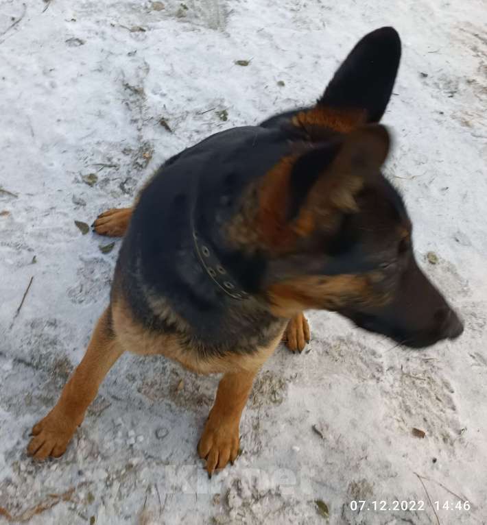 Собаки в Омске: Продаю немецкую авчарку Девочка, 10 000 руб. - фото 1