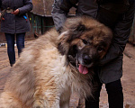 Собаки в Видном: Кавказец Кагыр, 3 года Мальчик, Бесплатно - фото 6