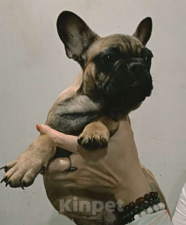 Собаки в Хадыженске: Мальчик Французский бульдог РКФ  Мальчик, 80 000 руб. - фото 2
