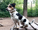 Собаки в Москве:  Санчо маленький удалец в поисках семьи Мальчик, 10 руб. - фото 8