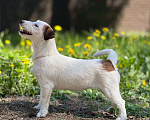Собаки в Голицыно: Невероятная Девочка, 50 000 руб. - фото 1