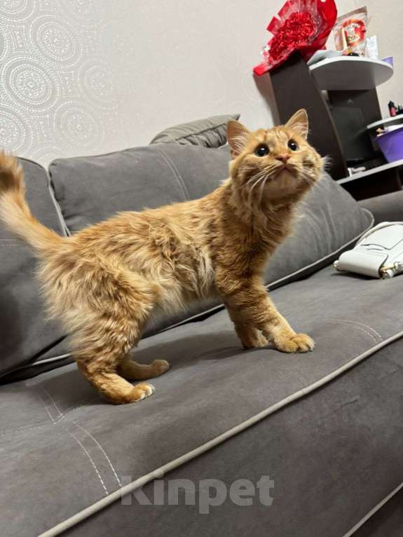 Кошки в Красноярске: Рыжый кот ищет добрых хозяев  Мальчик, Бесплатно - фото 4