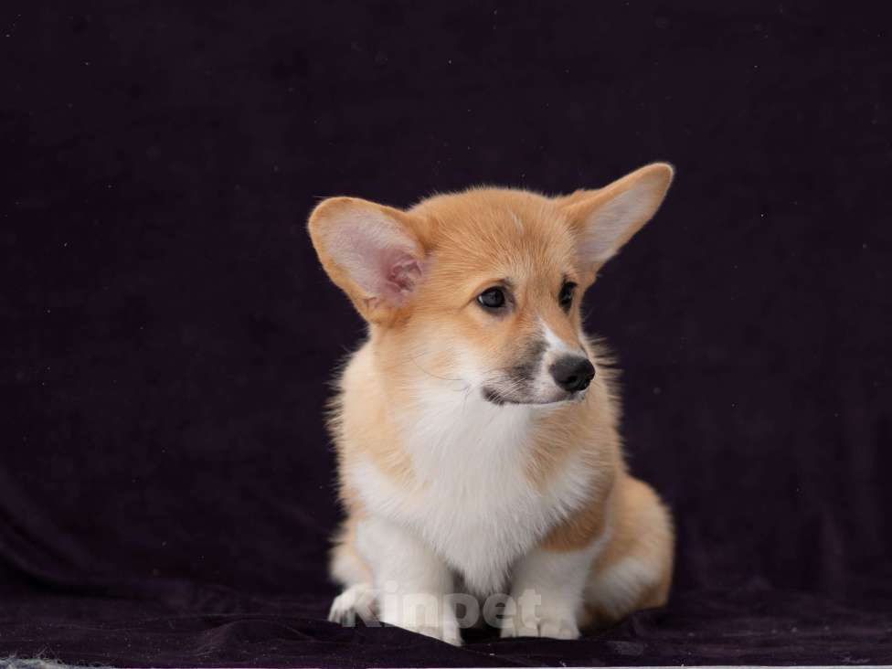 Собаки в Новосибирске: Щенок вельш корги пемброк Мальчик, Бесплатно - фото 3