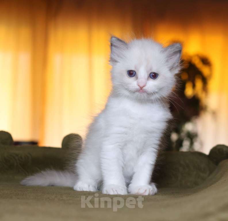 Кошки в Санкт-Петербурге: рэгдолл девочка Девочка, 60 000 руб. - фото 3