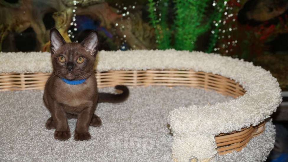 Кошки в Котельнике: Бурманские котята Мальчик, 50 000 руб. - фото 4