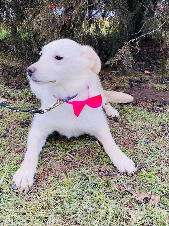 Собаки в Москве: Собака в добрые руки Девочка, Бесплатно - фото 2