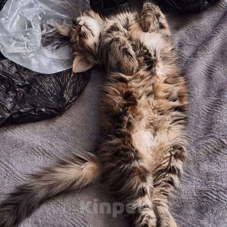 Кошки в Липецке: Пушистая Роза) Девочка, Бесплатно - фото 3