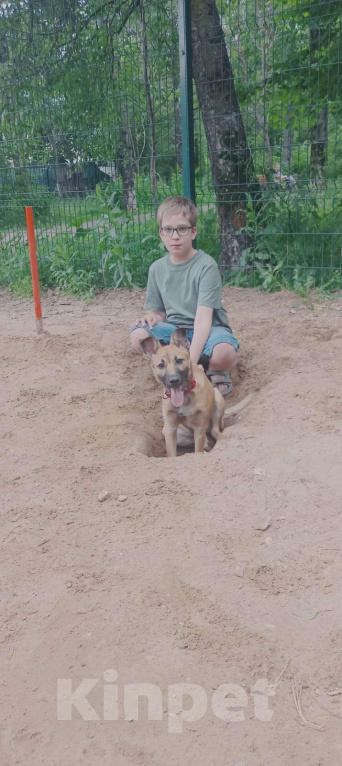 Собаки в Москве: Отдам в добрые, заботливые руки веселую девочку щеночка Девочка, Бесплатно - фото 1