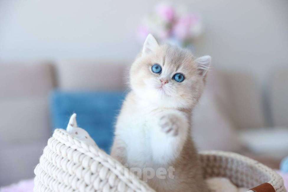 Кошки в Москве: Британская девочка Джоли Девочка, 170 000 руб. - фото 3