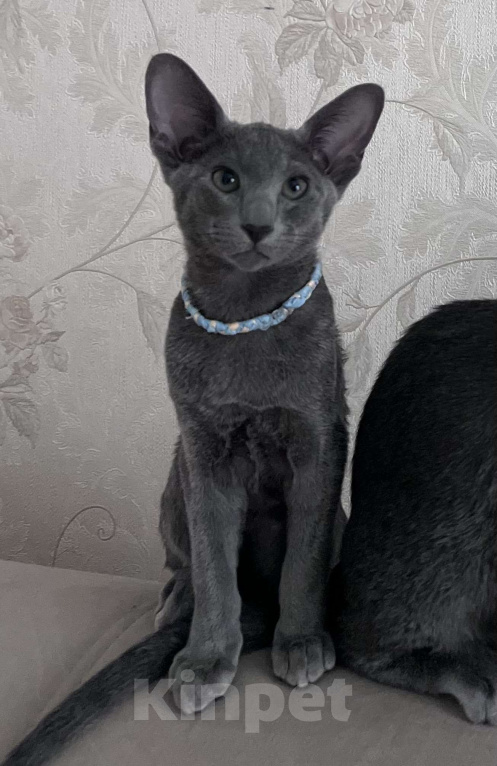 Кошки в Москве: Голубой котенок ориентальной породы  Мальчик, 60 000 руб. - фото 2