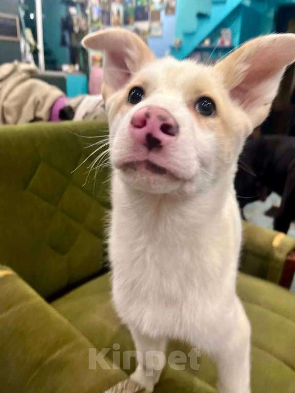 Собаки в Лосином-Петровском: Пинки ,якутенок с розовым носом Девочка, Бесплатно - фото 1