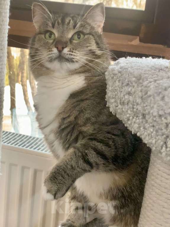 Кошки в Москве: Кутя - большая, уютная, добротная кошка. Серьезная и мудрая Девочка, 50 руб. - фото 2