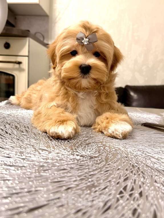 Собаки в Москве: Мальчик Мальтипу f1 Мишани стар Флорри Мальчик, 160 000 руб. - фото 2