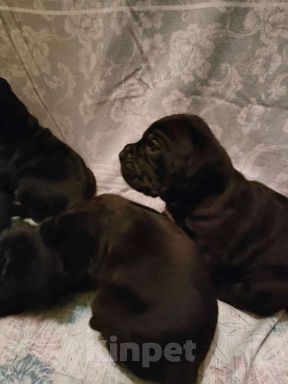 Собаки в Красногорске: Будущие чемпионы- щенки породы кане корсо. Чистокровные. Мальчик, 74 000 руб. - фото 4