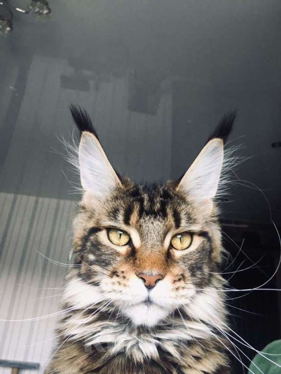 Кошки в Москве: Кошечки мейн кун  Девочка, 55 000 руб. - фото 4