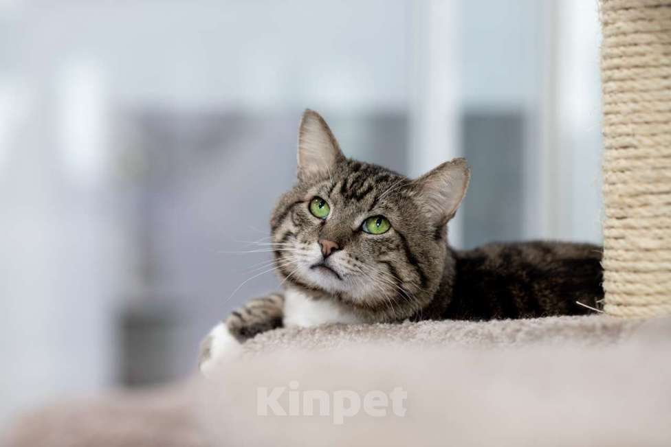 Кошки в Москве: Кот Сатурн в добрые руки Мальчик, Бесплатно - фото 3