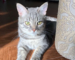 Кошки в Москве: Пропал серый полосатый кот Мальчик, 2 000 руб. - фото 1