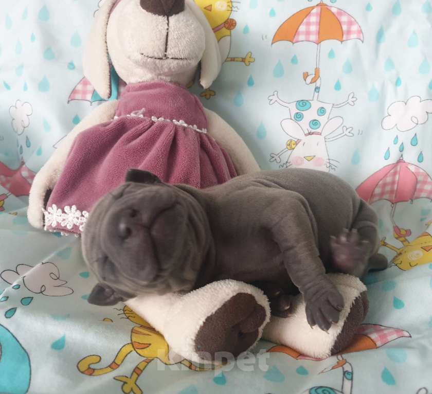 Собаки в Санкт-Петербурге: Щенок _ риджбек Девочка, Бесплатно - фото 10