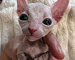 Кошки в Дедовске: Котенок девочка Девочка, Бесплатно - фото 3