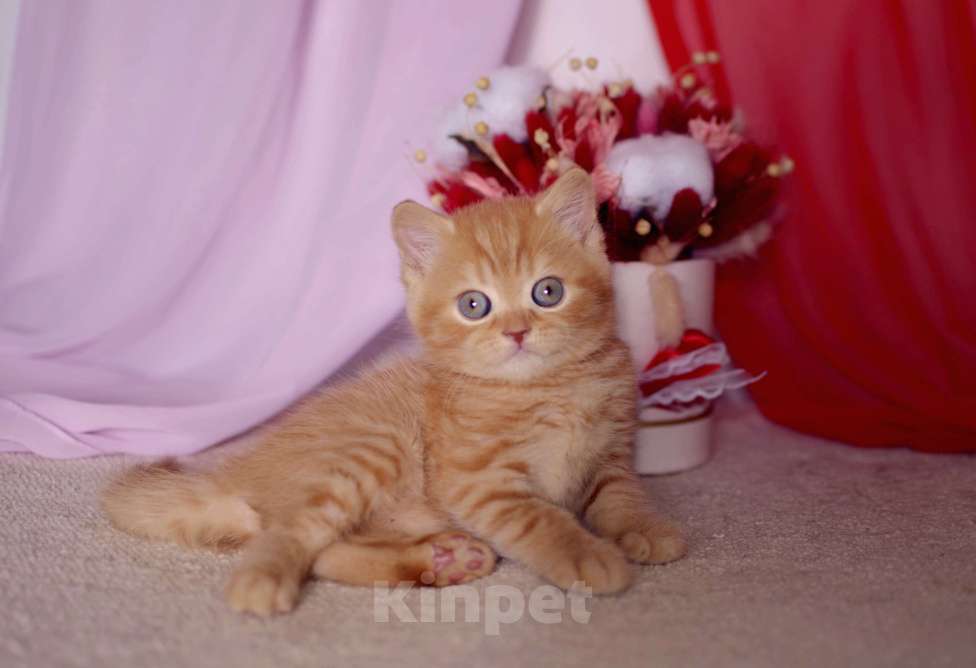 Кошки в Санкт-Петербурге: Британский котик солнечного окраса Мальчик, 45 000 руб. - фото 9