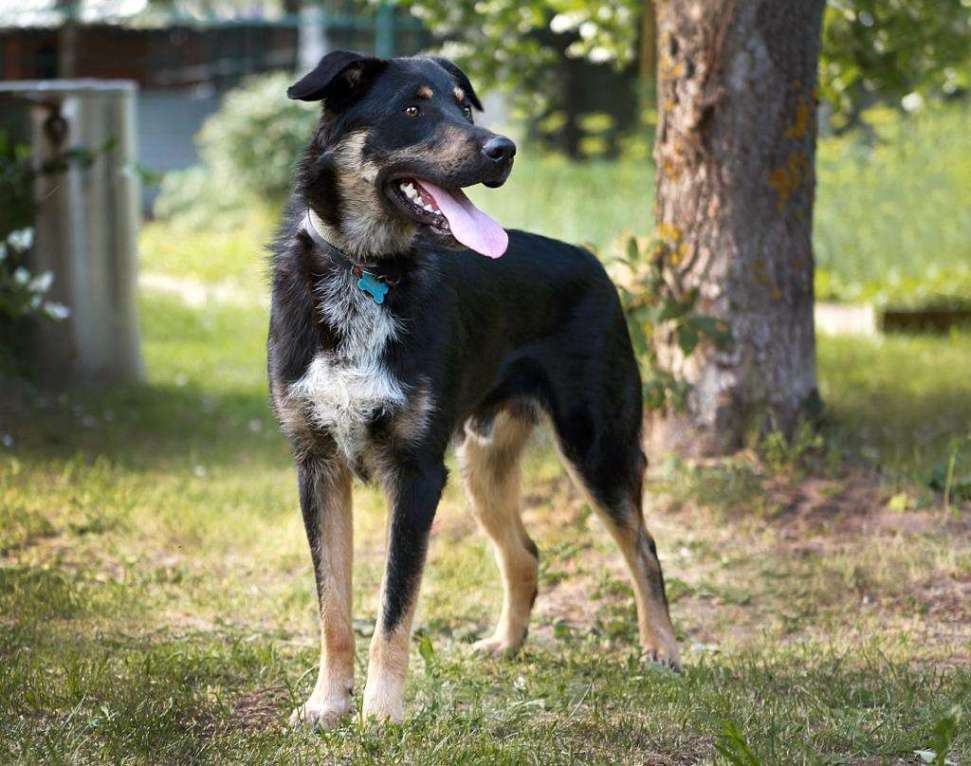 Собаки в Александрове: Чарли мечтает о доме и хозяине Мальчик, Бесплатно - фото 2