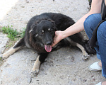Собаки в Москве: Красатулечка Бароша в поисках своей семьи Мальчик, Бесплатно - фото 1
