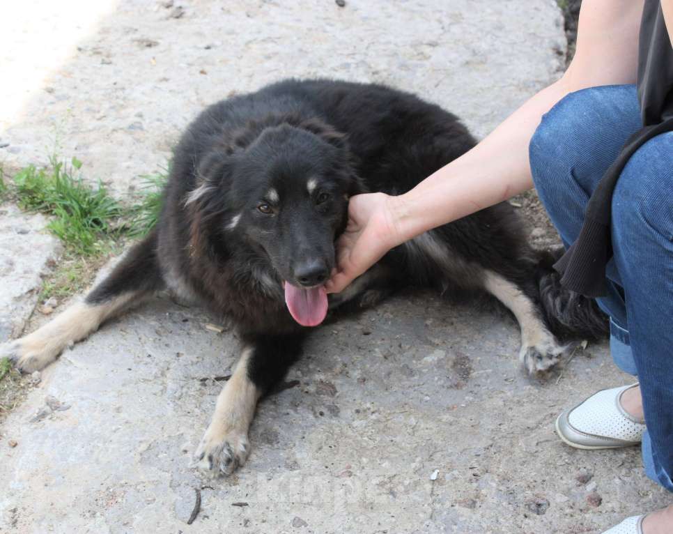Собаки в Москве: Красатулечка Бароша в поисках своей семьи Мальчик, Бесплатно - фото 1