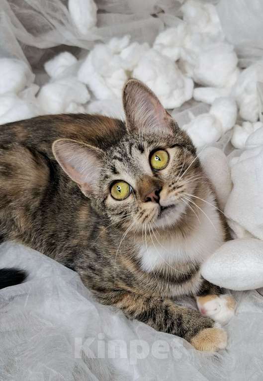 Кошки в Москве: Кошечка-подросток с рыжими лапками в добрые руки  Девочка, Бесплатно - фото 1