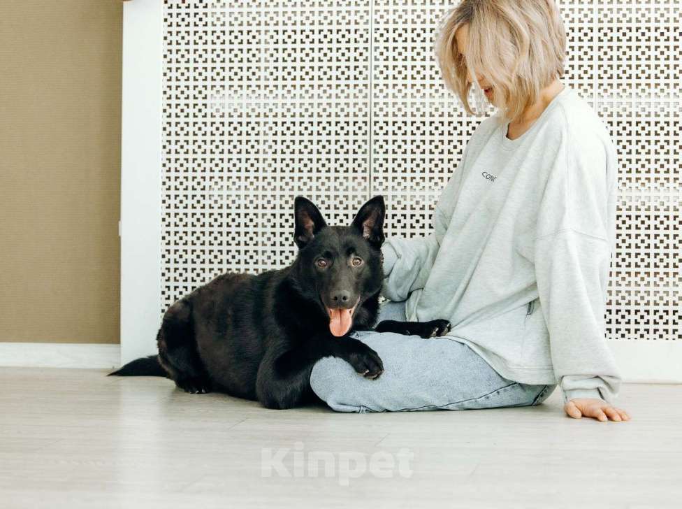 Собаки в Москве: Щенок-метис овчарки в Москве бесплатно Мальчик, Бесплатно - фото 9