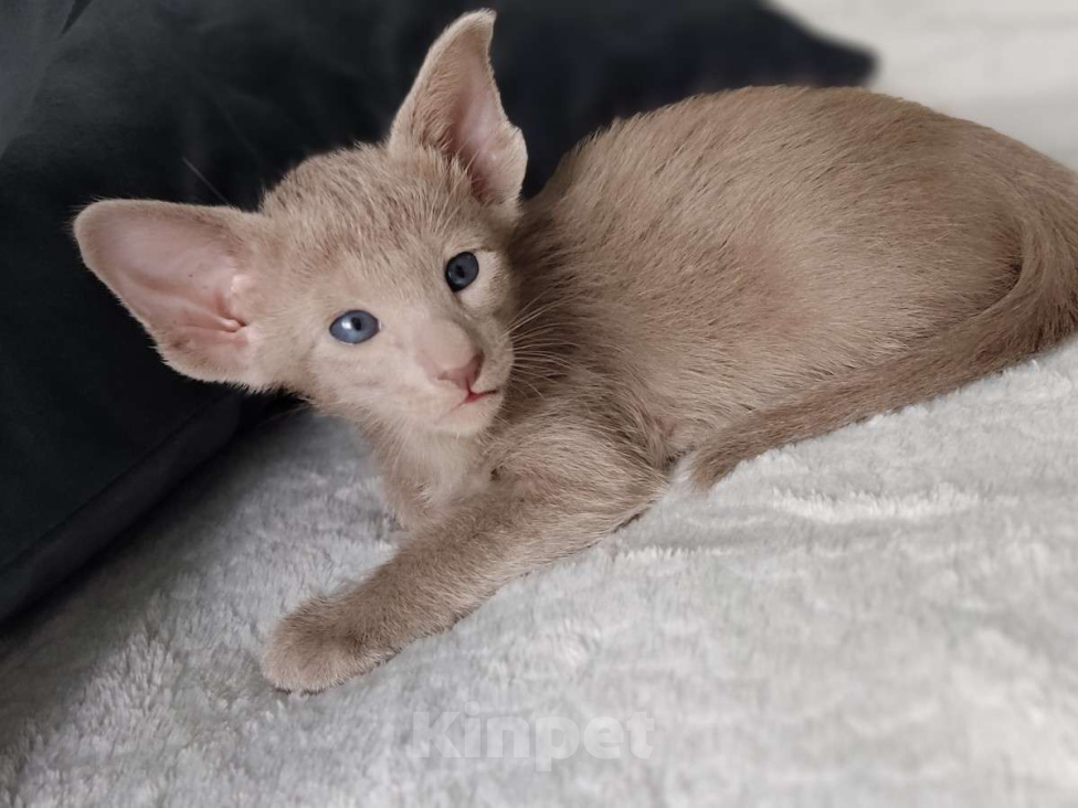 Кошки в Москве: Лиловые ориентальные мальчишки Мальчик, 50 000 руб. - фото 1