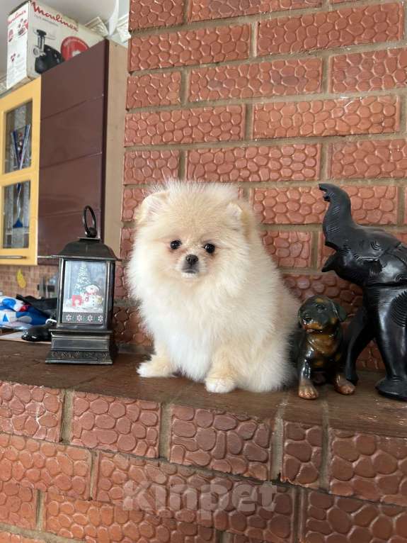 Собаки в Перми: Померанский шпиц Девочка, 35 000 руб. - фото 2