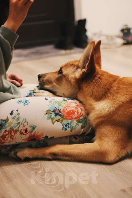 Собаки в Санкт-Петербурге: Рыжая овчарка Арчи в добрые руки Мальчик, Бесплатно - фото 3