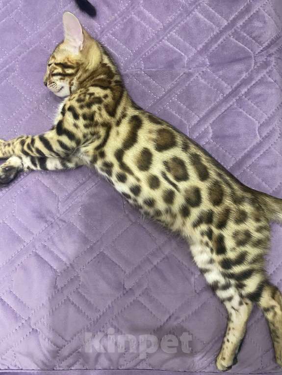 Кошки в Евпатории: Бенгальские котята ben 24 Мальчик, 30 000 руб. - фото 3