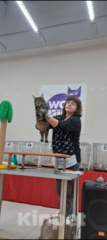 Кошки в Ржеве: Мейкун ♥️котенок Девочка, 80 000 руб. - фото 1