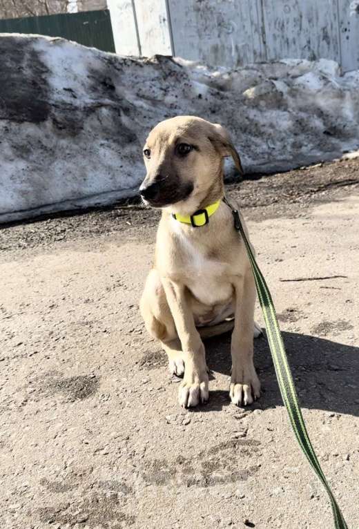 Собаки в Москве: Герда в добрые руки Девочка, Бесплатно - фото 4